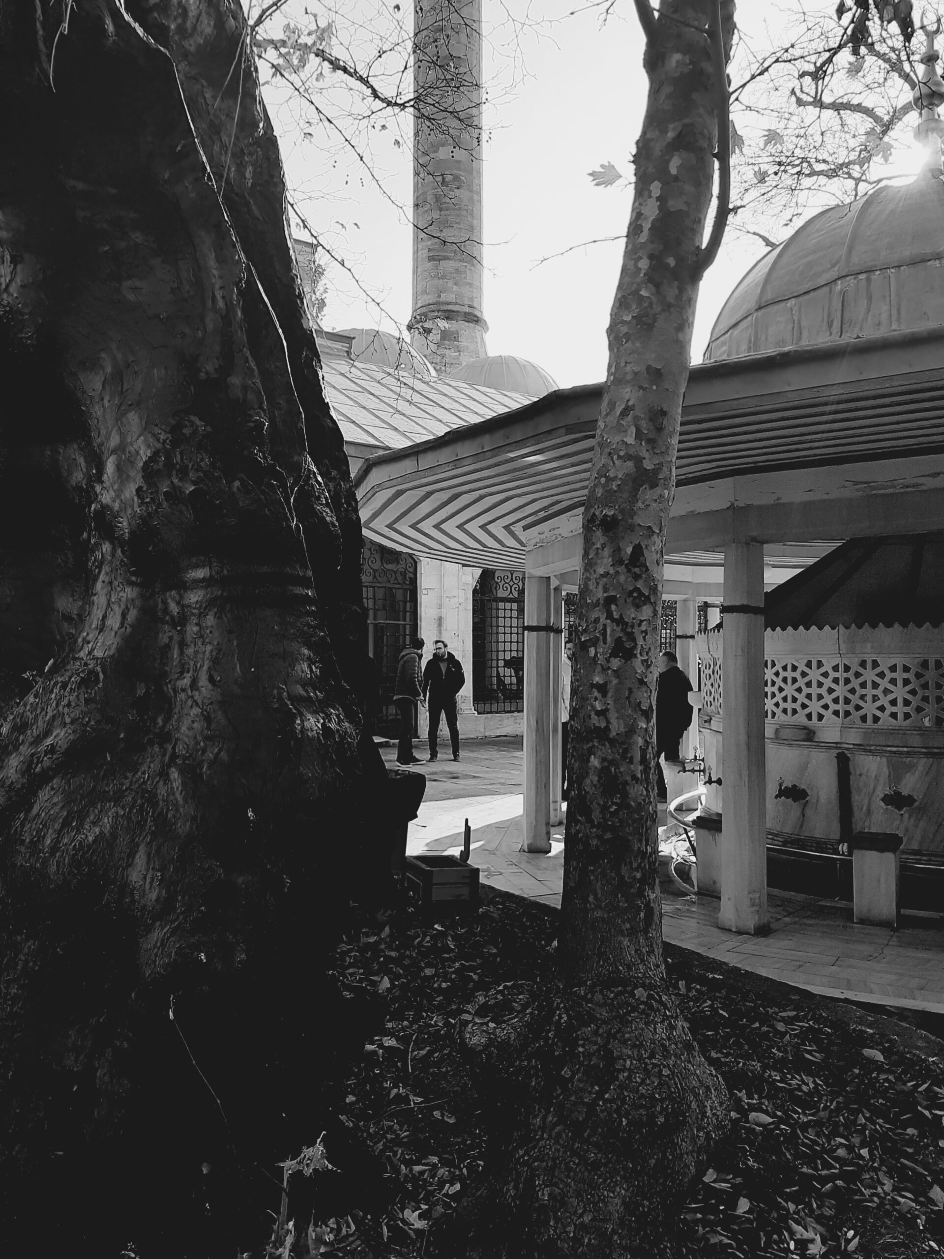 Plane tree in Artik Valide Sultan Mosque, Uskudar, believed to have been planted by Mimar Sinan.
