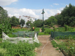 Welcome to the Kuguncuk community gardens.