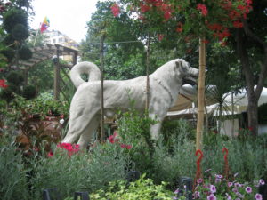 ... and I wasn't expecting to see a giant Kangal!