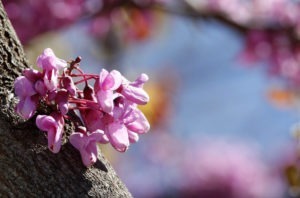 Jenny Downing's beautiful image of a Judas tree in flower.