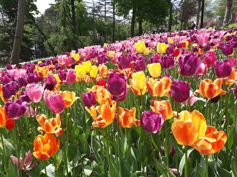 Emirgan Park Istanbul