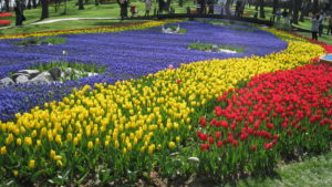 Can you count all the tulips in bloom in Emirgan Park?