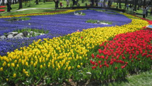 Have you ever seen the tulips bloom in Istanbul?