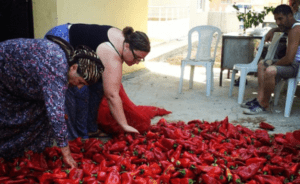 Jane Gundogan author learning to make salca, Turkish tomato paste.