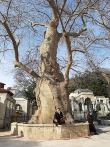 Have you seen the plane trees at Eyup Sultan Mosque?