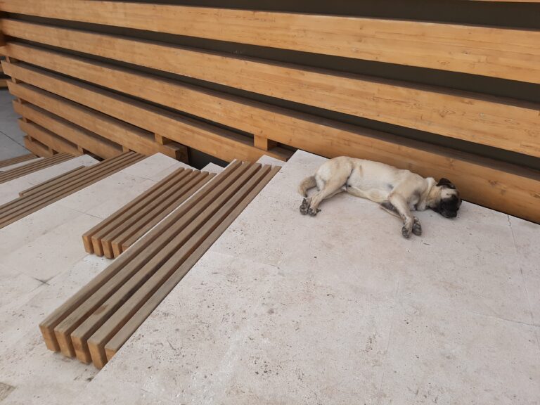 Animal Shelters in Turkey